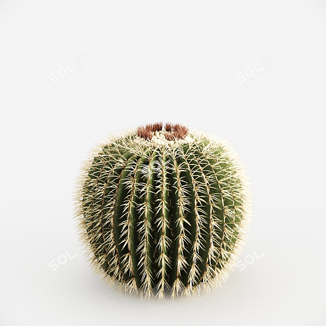 Golden Barrel Cactus - 888092 polys 3D model image 3