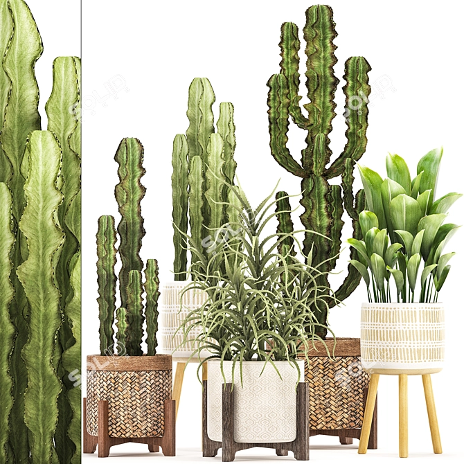 Exotic Plant Collection: Euphorbia, Cereus, Aloe 3D model image 1
