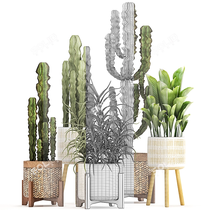 Exotic Plant Collection: Euphorbia, Cereus, Aloe 3D model image 3