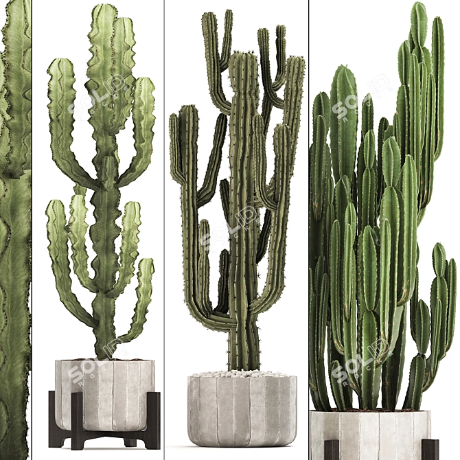 Exotic Cacti & Plants Collection 3D model image 2