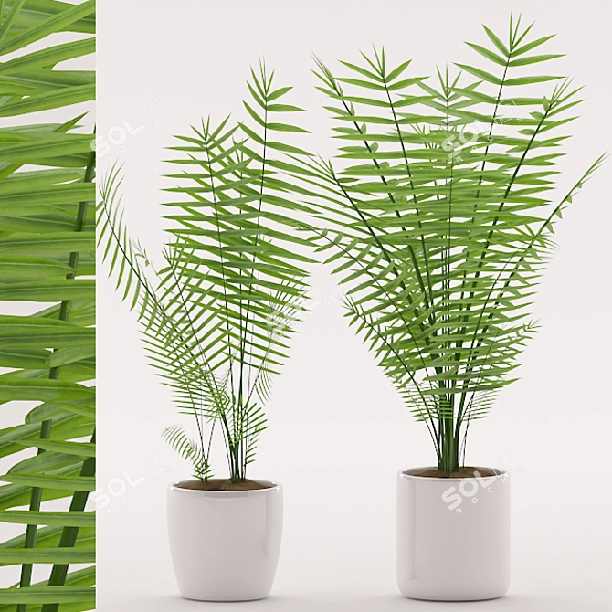 Tropical Palm Plant in Ceramic Pot 3D model image 1