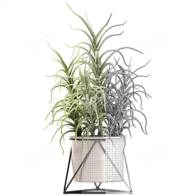 Exotic Aloe arborescens: Stunning Indoor Plant 3D model image 3