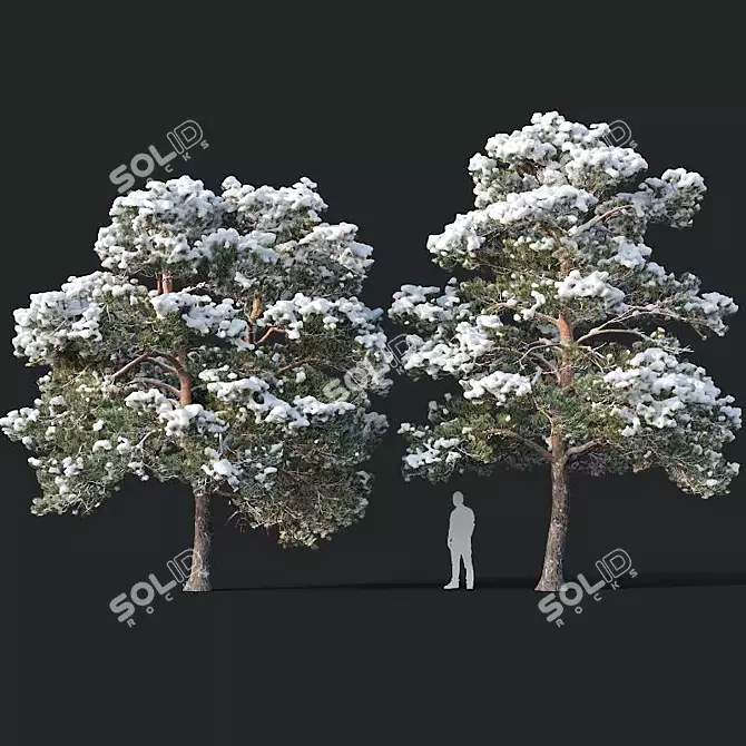 Snow-covered Pinus sylvestris: Twin Tree Set 3D model image 1