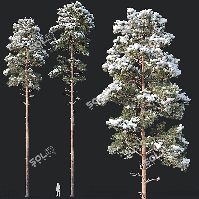 Snow-covered Pine Trees - Set of 2 3D model image 1