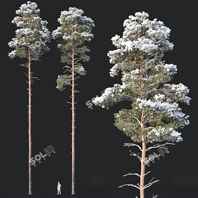 Snowy Pine Tree Set: Realistic Winter Pinus Sylvestris 3D model image 1