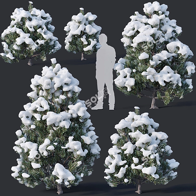 Winter Wonderland Pine Collection 3D model image 1