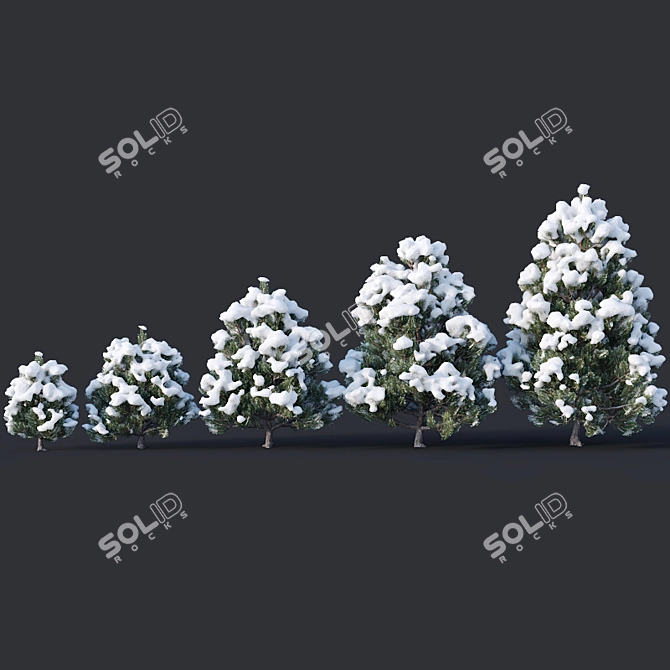 Winter Wonderland Pine Collection 3D model image 2