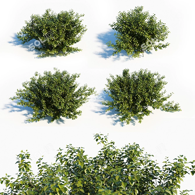 Lush Greenscape Set: 4 Vibrant Shrubs 3D model image 1