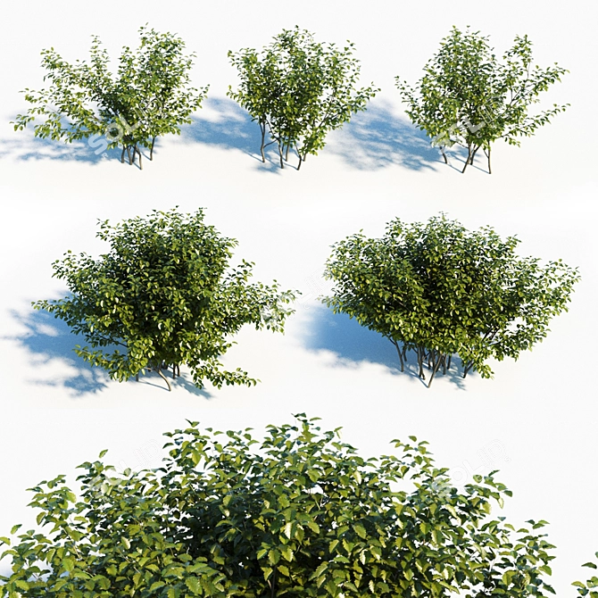 Green Alder Set: 5 Lush Shrubs 3D model image 1