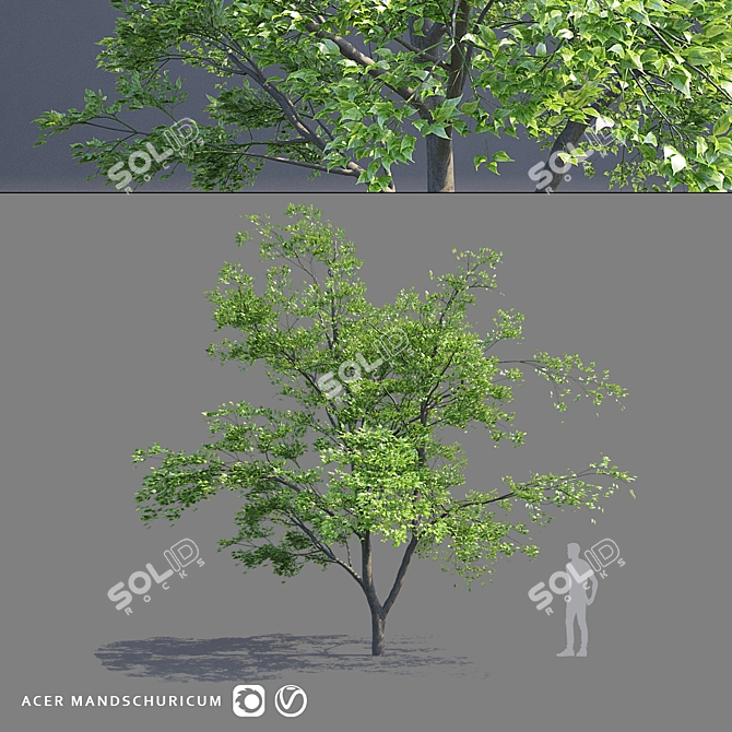 Maple Manchurian Tree | Premium Quality 3D model image 1