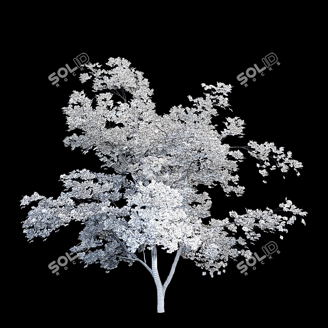 Maple Manchurian Tree | Premium Quality 3D model image 2