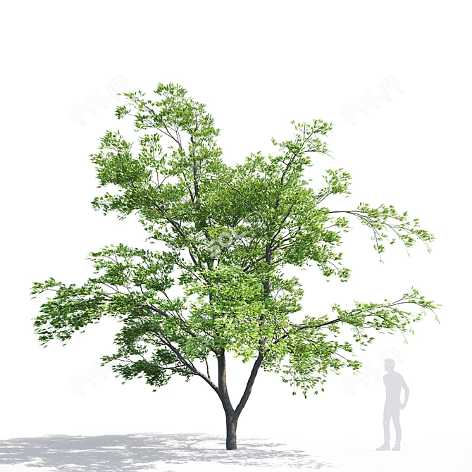 Maple Manchurian Tree | Premium Quality 3D model image 3