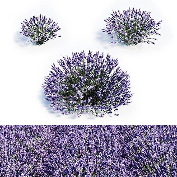 Elegant Lavender Trio: 40cm, 50cm, 60cm 3D model image 1