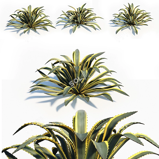 Agave Americana: Stunning, Natural, Realistic 3D model image 1