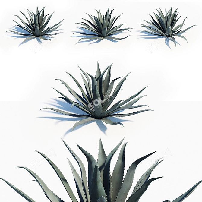 Blue Glow Agave: 3 Variations 3D model image 1