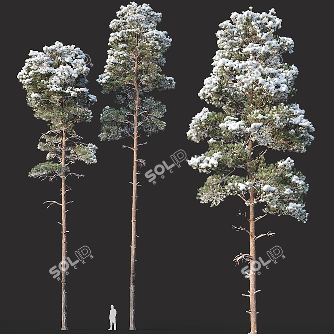 Snow-Covered Pine Trees: 2 Adult Pines, 19-22m Height 3D model image 1
