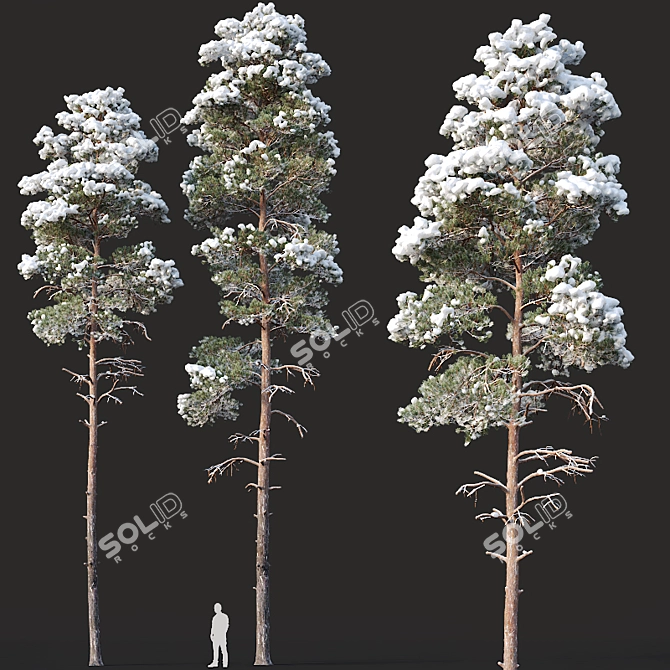 Snow-Covered Pine Trees: 2 Adult Pines with Opacity Maps 3D model image 1