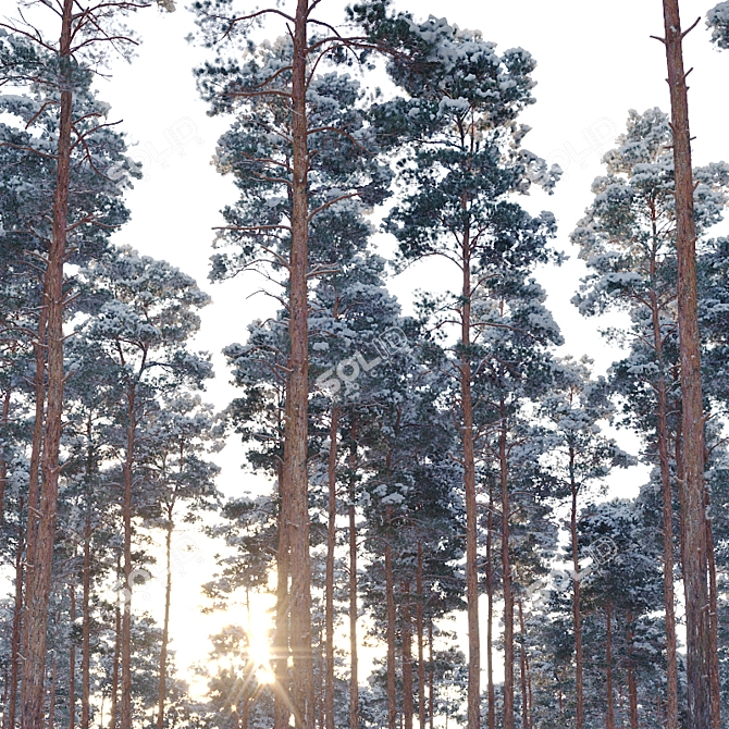 Snow-Covered Pine Trees: 2 Adult Pines with Opacity Maps 3D model image 2