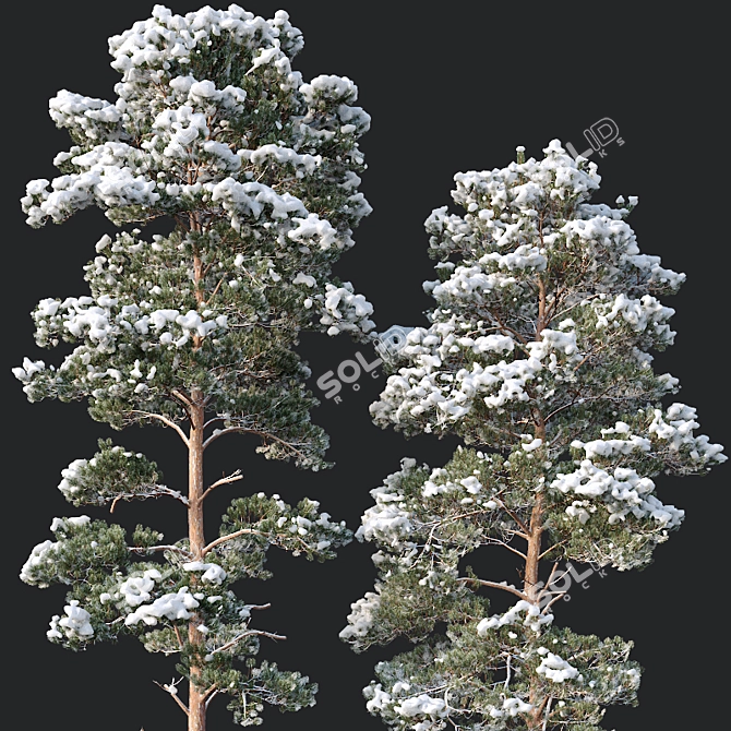 Snow-Covered Pine Trees: 2 Adult Pines with Opacity Maps 3D model image 3