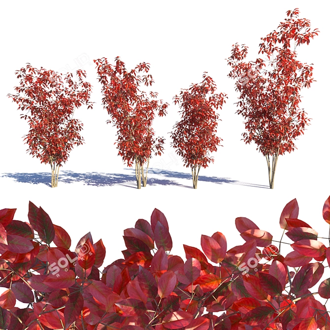 Amelanchier red: 4 Models with Vray 3D model image 1