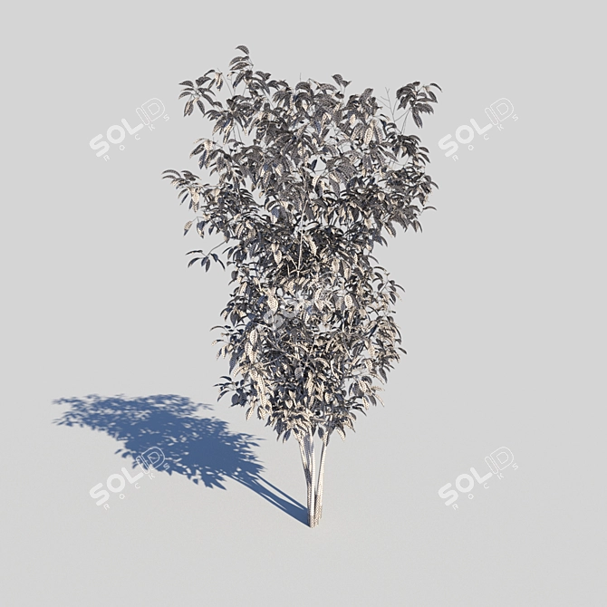 Amelanchier red: 4 Models with Vray 3D model image 3
