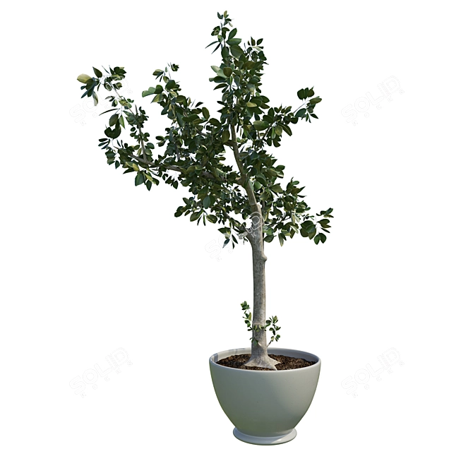 Potted Tree: A Touch of Nature 3D model image 2