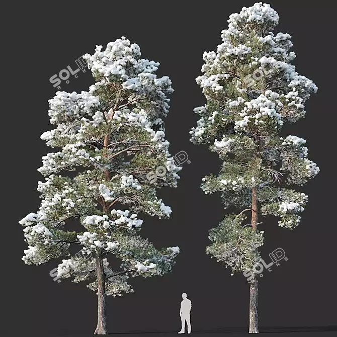 Winter Wonderland Pine Duo 3D model image 1