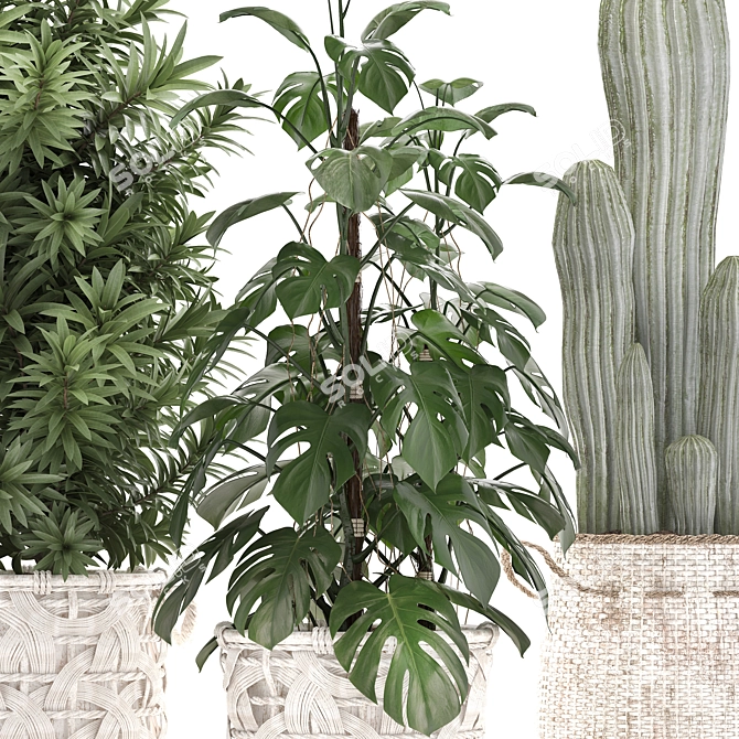 Exotic Houseplant Collection 3D model image 2