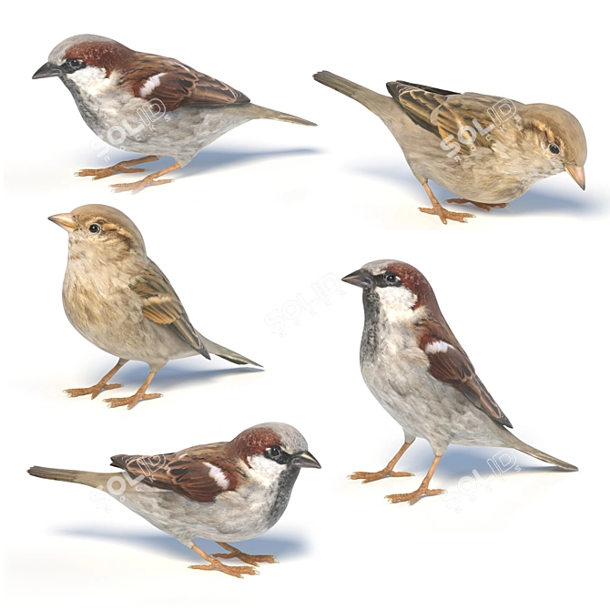 Sparrow Models: Varied Poses & Plumages 3D model image 2