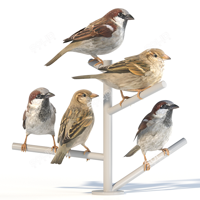 Sparrow Duo - 2 Perched Poses 3D model image 1