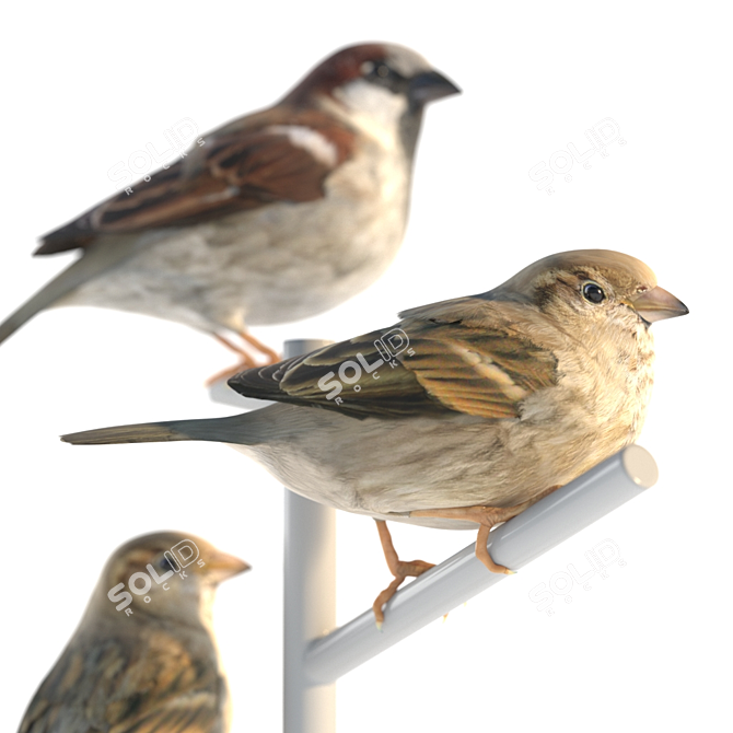 Sparrow Duo - 2 Perched Poses 3D model image 2