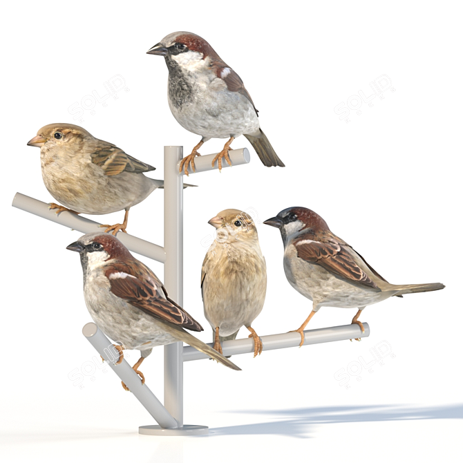 Sparrow Duo - 2 Perched Poses 3D model image 3