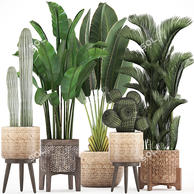 Exotic Plant Collection: Cacti, Palm & Grass 3D model image 1