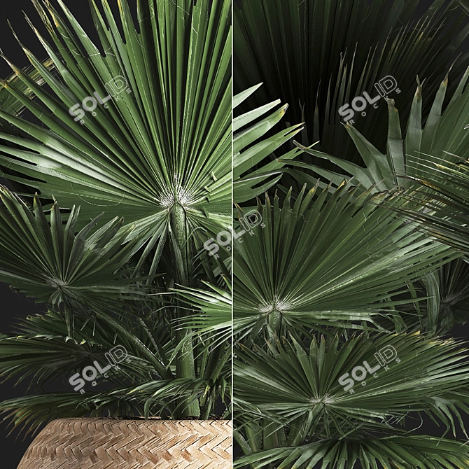 Exotic Plant Collection: Fan Palm, Interior & Brahea 3D model image 2