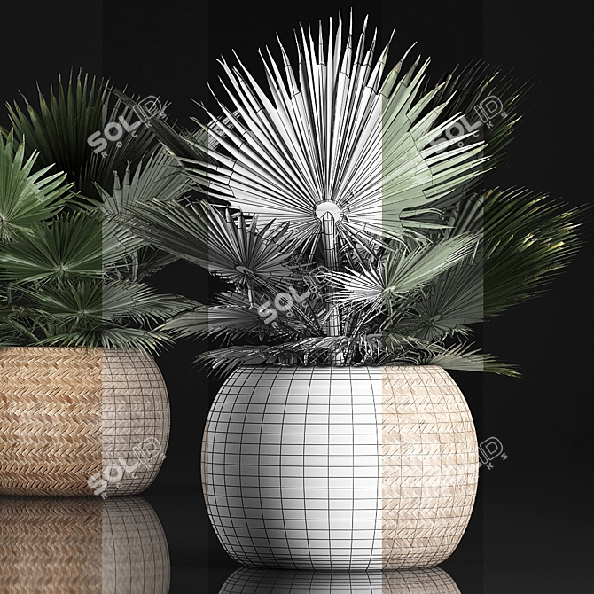 Exotic Plant Collection: Fan Palm, Interior & Brahea 3D model image 3