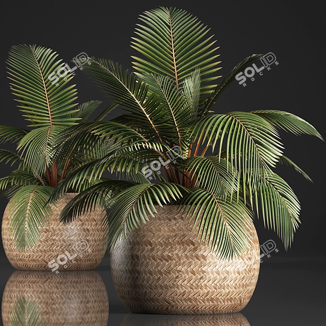 Exotic Palm Collection in Rattan Pot 3D model image 1