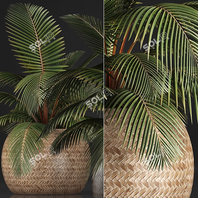 Exotic Palm Collection in Rattan Pot 3D model image 2