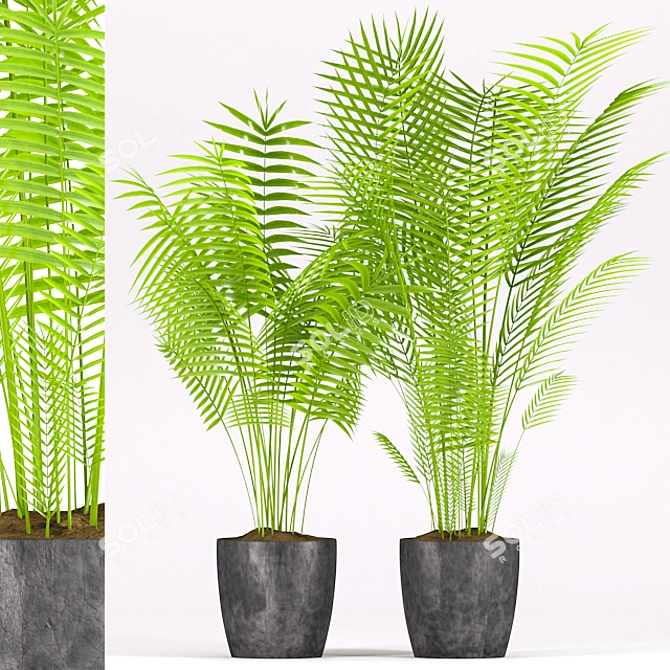 Tropical Palm Plant in Concrete Pot 3D model image 1