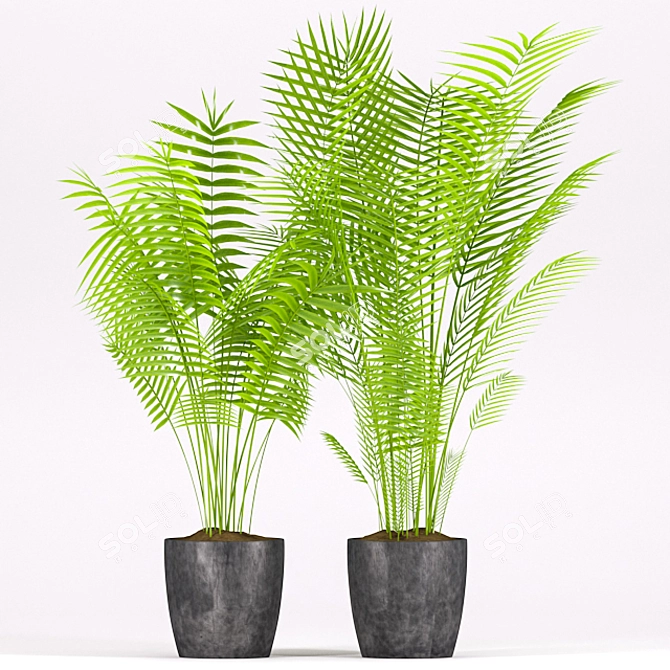 Tropical Palm Plant in Concrete Pot 3D model image 2