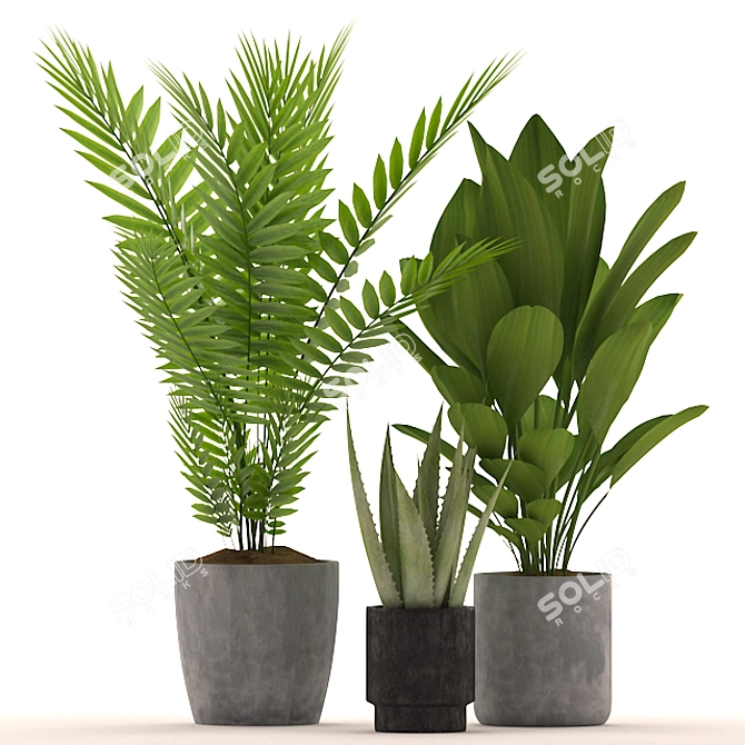 139 Plants Collection: Aspidistra, Aloe Vera, Palm with Black & Color Pots 3D model image 2