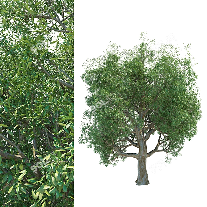 Tall Broadleaf Tree 3D Model 3D model image 3