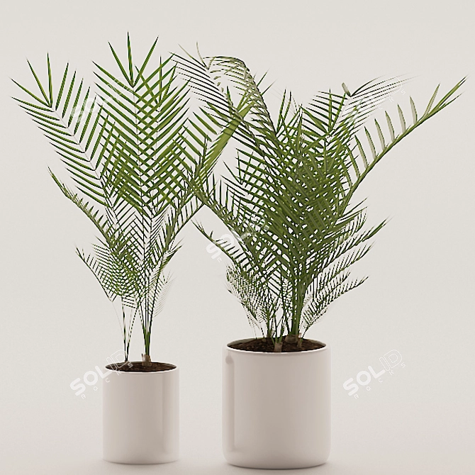 Tropical Palm Plants 144 3D model image 2