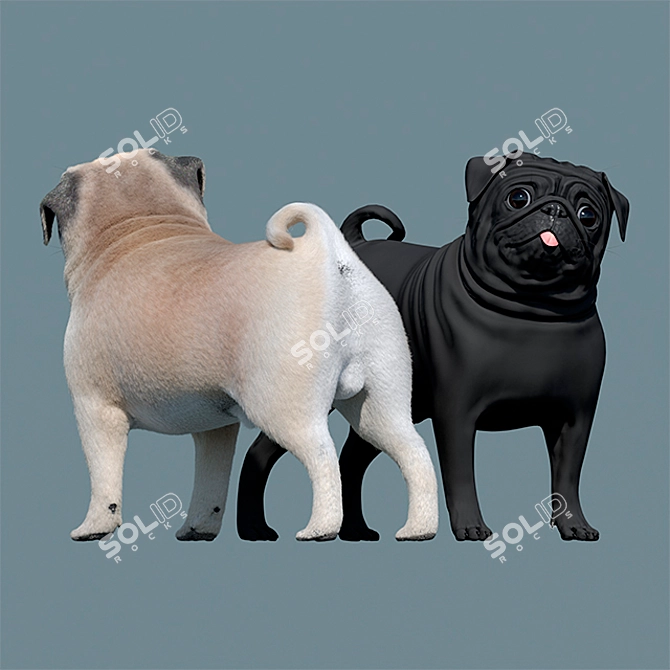 Furry Pug Model 3D model image 3