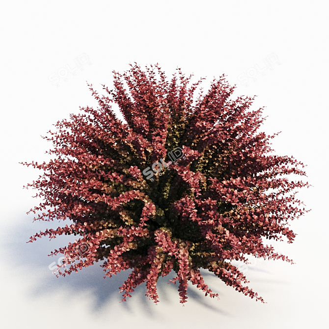  Vibrant Red Barberry Plant 3D model image 2