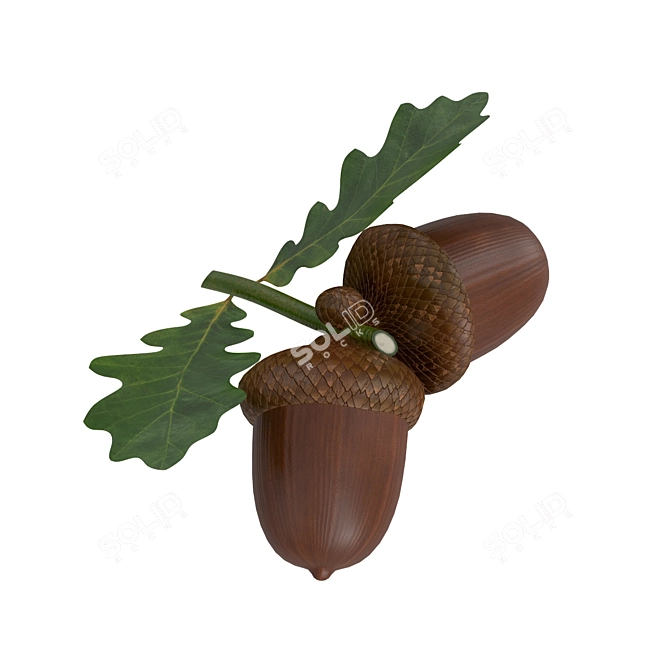 Leafy Delights: Dried Acorns for Natural Crafts 3D model image 1