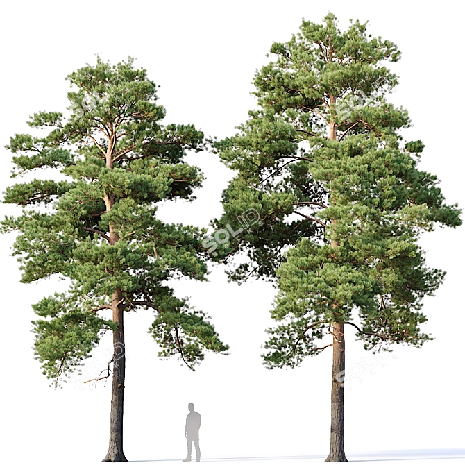 Optimized Pines Set: 12-14m Height 3D model image 1