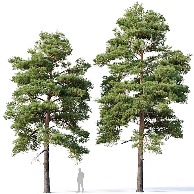 Optimized Pines Set: 12-14m Height 3D model image 2