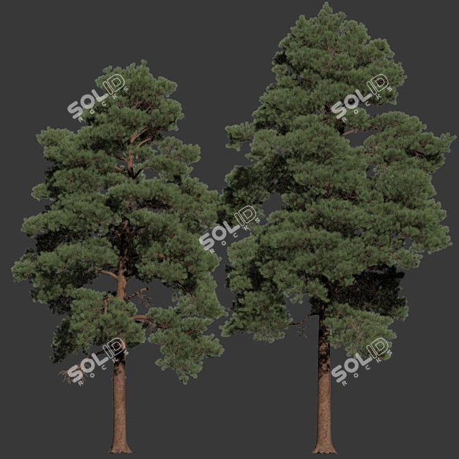 Optimized Pines Set: 12-14m Height 3D model image 5