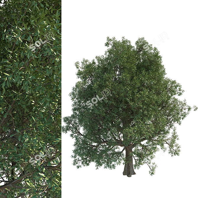 Tall Leafy Tree Accent 3D model image 1