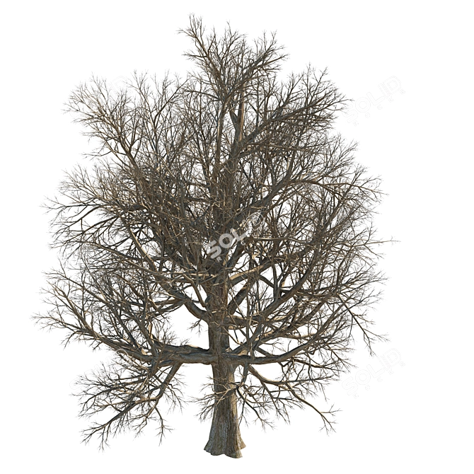 Tall Leafy Tree Accent 3D model image 3